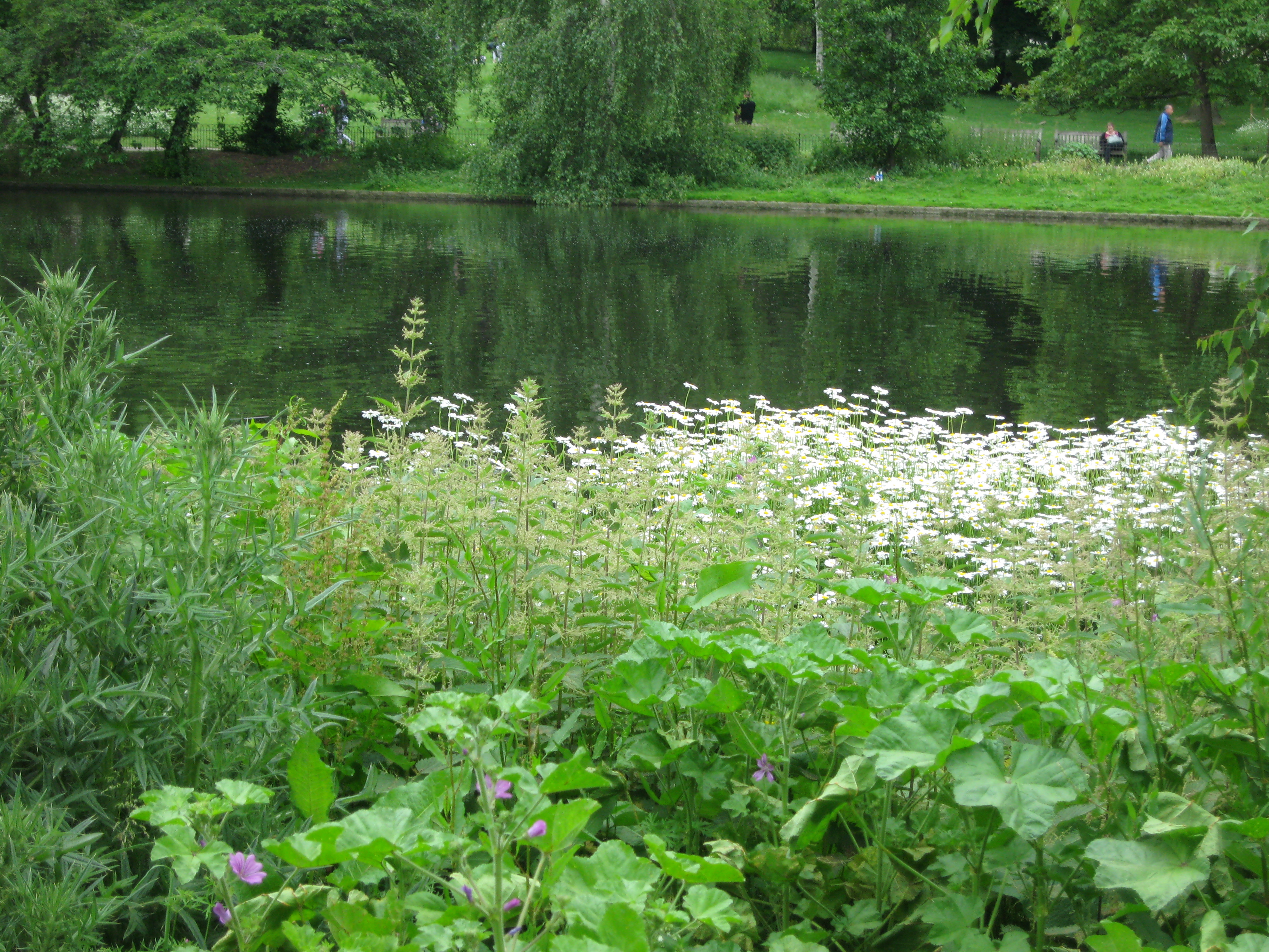 St. James Park, London. Photo by me.