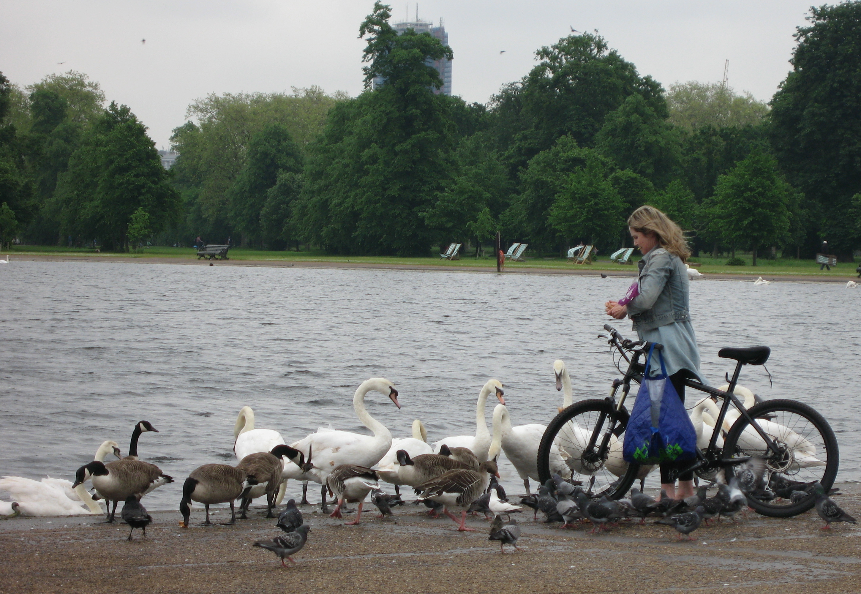 Kensington's ducks being fed. Photo by me.