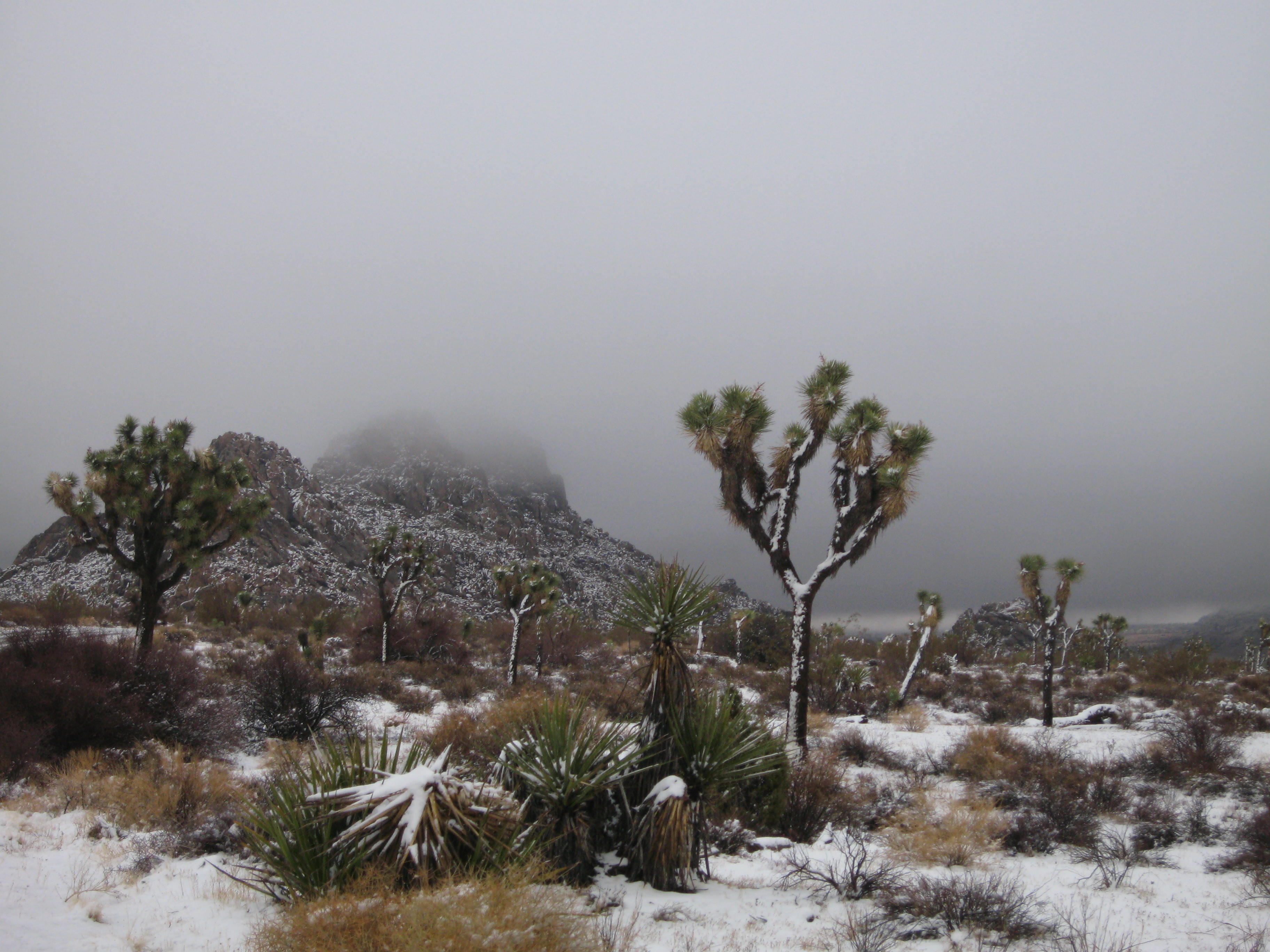 Joshua Tree...the dessert in the snow. Photo by me.