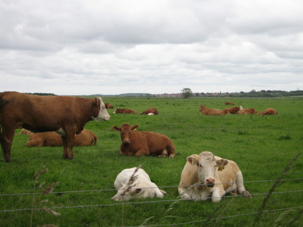 Cows in Norfolk England could be sisters to our midwestern stock 