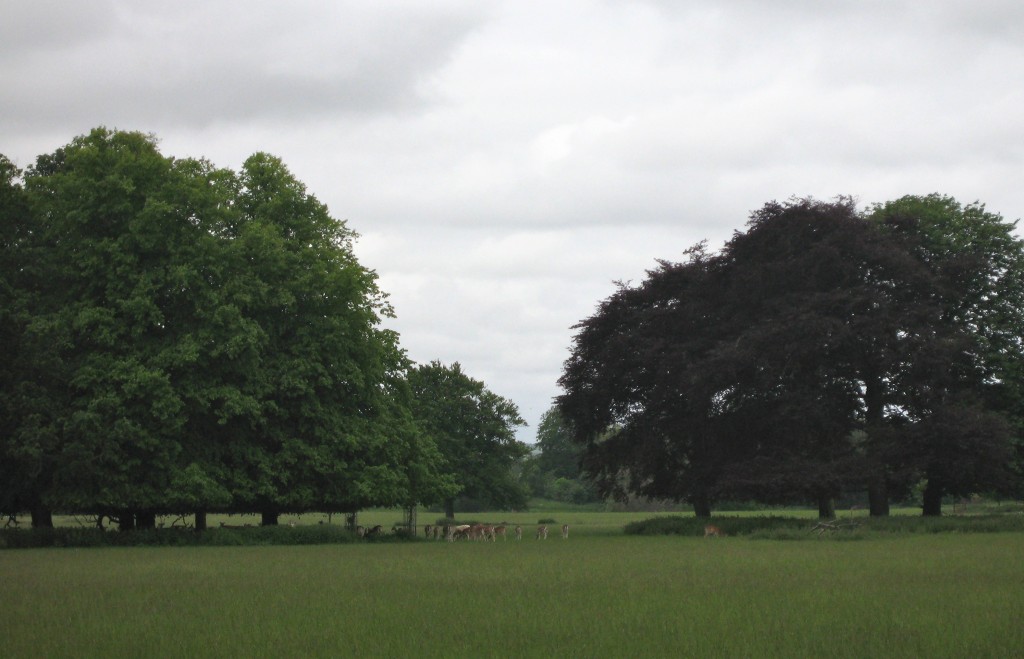 A deerpark in Norfolk England